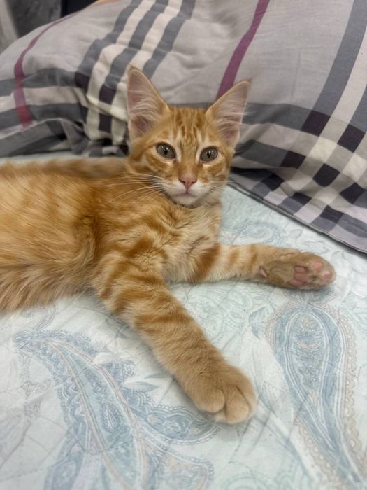 Котенок в добрые руки