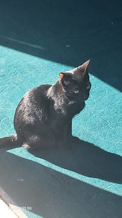 Бомбейский кот .