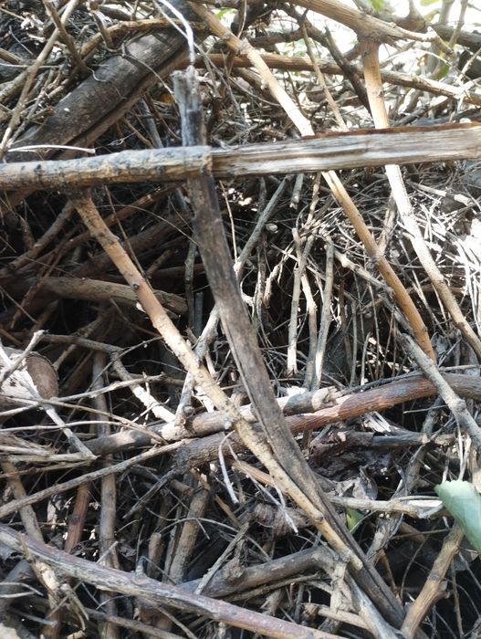 дрова и хворост самовывоз