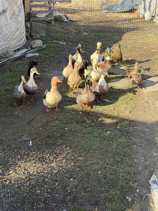 Vand rațe românești moțate si strecher