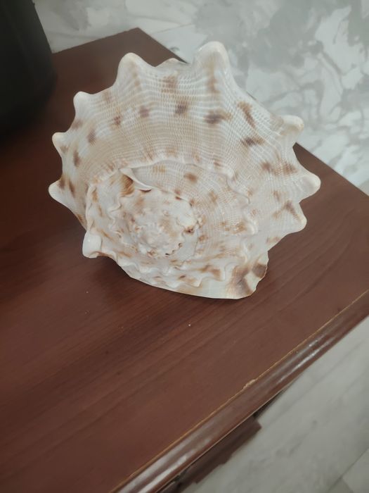 Продам ракушку морская