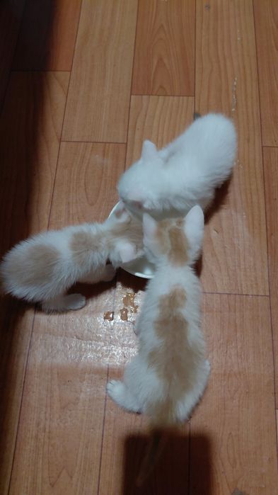 Котята   добрые руки