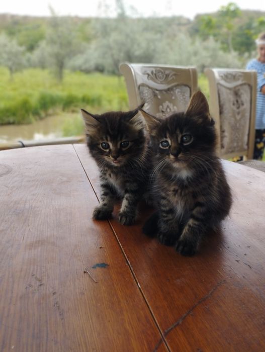 Шикарные котята крысоловы