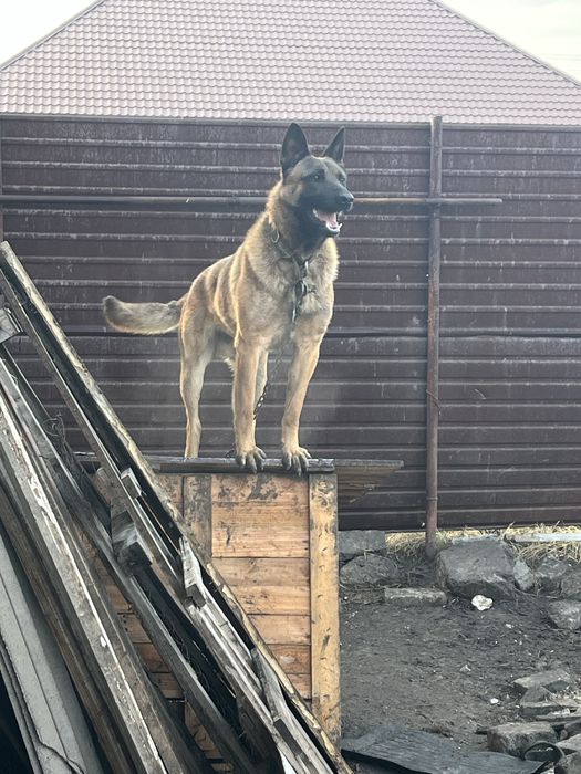 Вязка Бельгийский овчарка