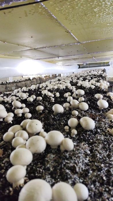 Грибы шампиньоны