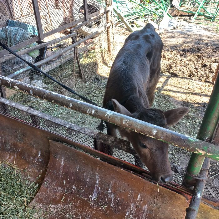 Продам дойную корову.