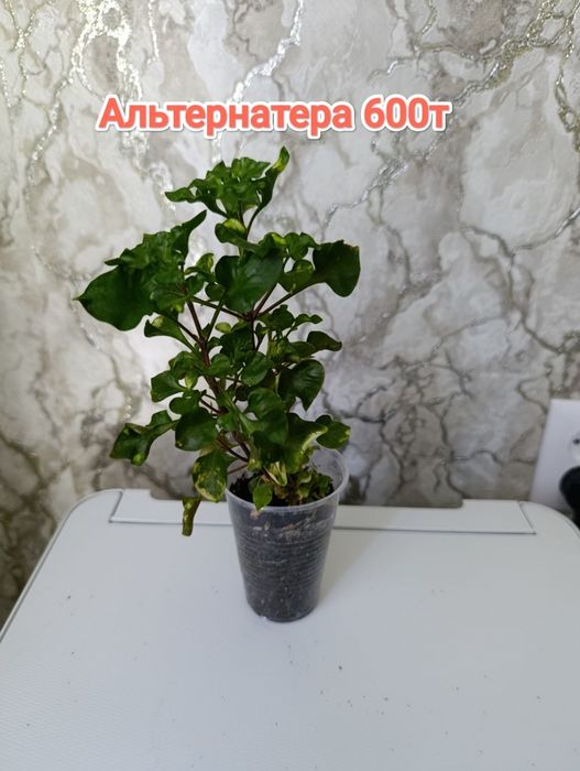 Комнатные растения кжби