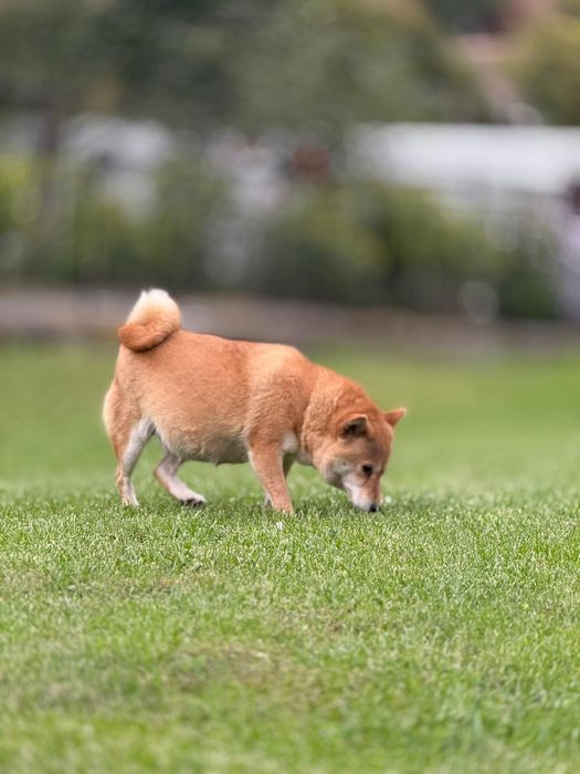 Cățel shiba inu  pitic