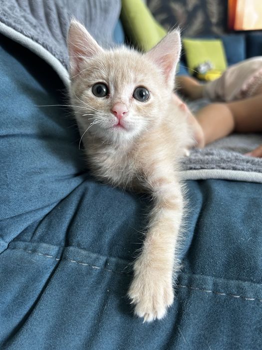 Отдам милых котят!