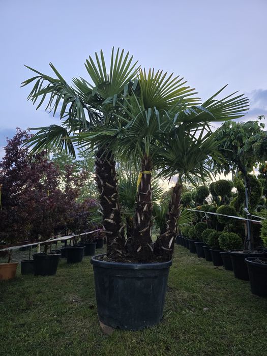Palmier trachycarpus