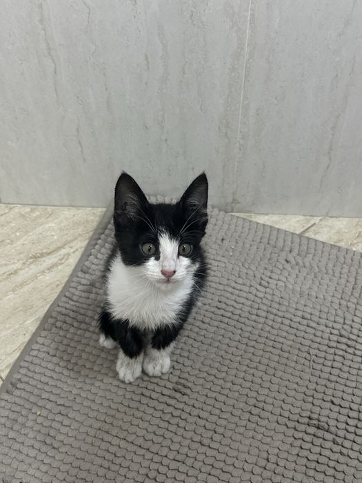 Котенок ищет дом