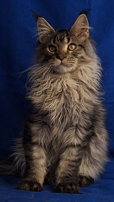 Котенок мейн-кун