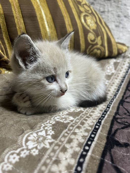 Отдам котят мальчик и девочка