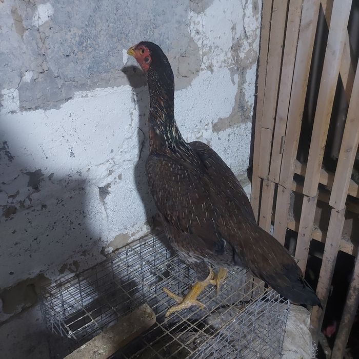 Корейц хинт 1.5 год крупный