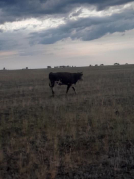 Продам бука 6 голово