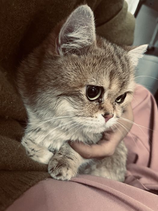 Милый домашний кот ищет хозяина