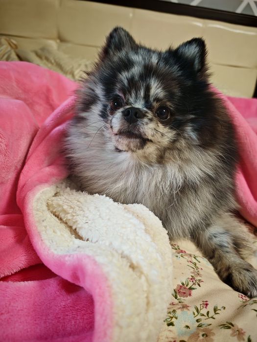 Вязка Немецкий цверг шпиц Кобель