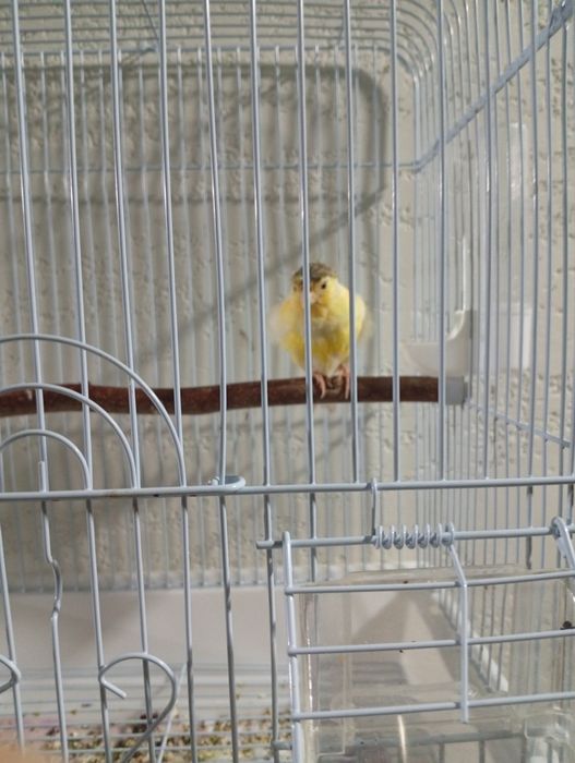 Канарейки на продажу