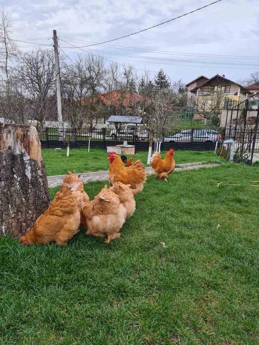 Продавам стадо кохин