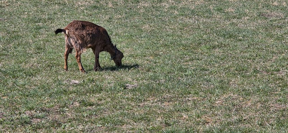 Vand 3 capre cu 3 iezi