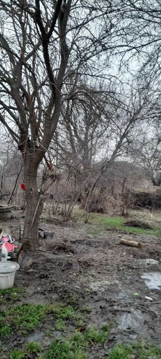 Продам деревья на дрова