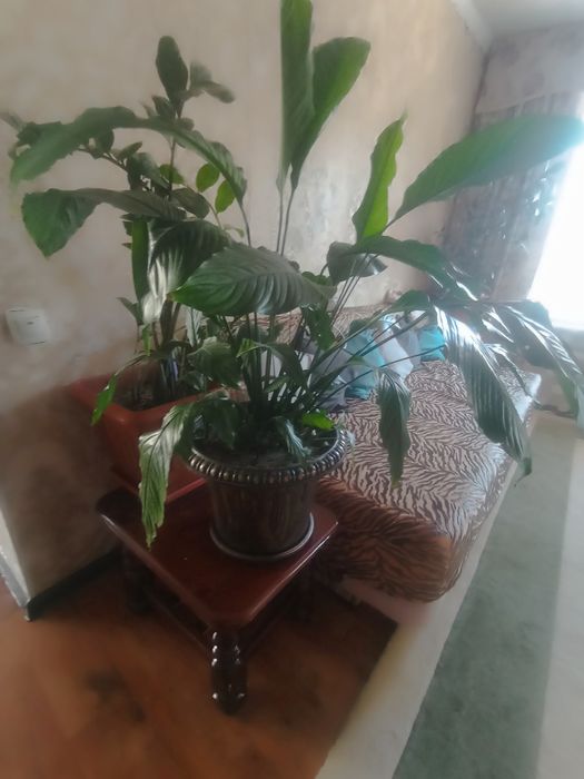 Цветы в больших горшках