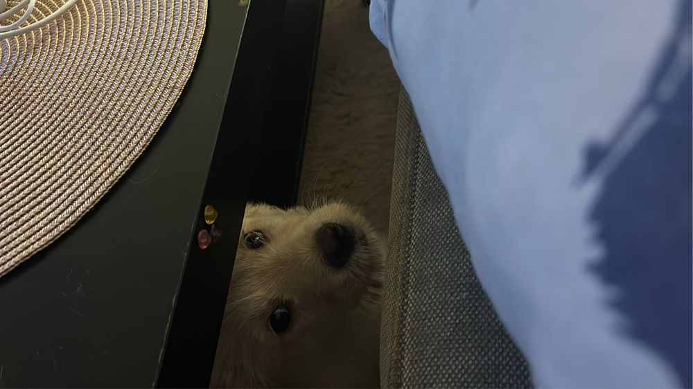 Donez labrador metis  mascul