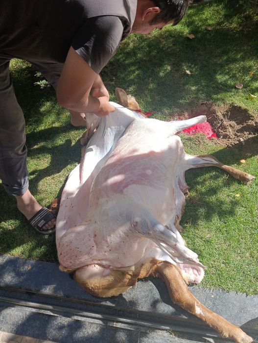 Qoylar qõchqorlarmiz bor  4 milondan boshlanadi