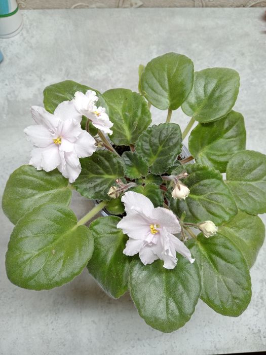 Комнатные цветы фиалки