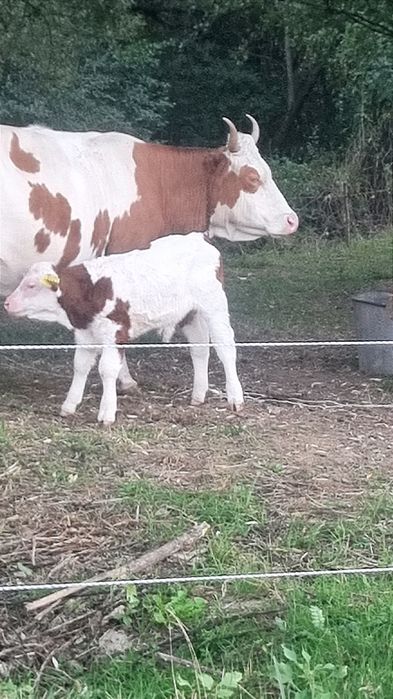 Vand vițel de 2 săptămâni