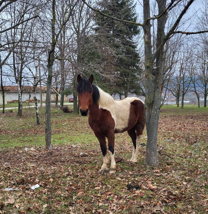 Продавам мъжки жеребец