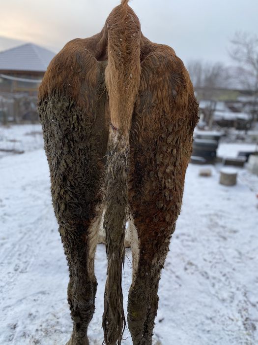 De vanzare vaca baltata romaneasca !