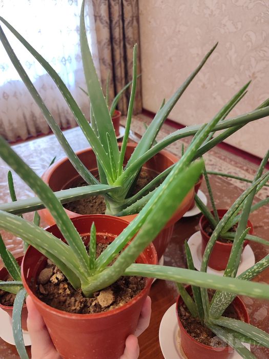 Aloe guli sotiladi