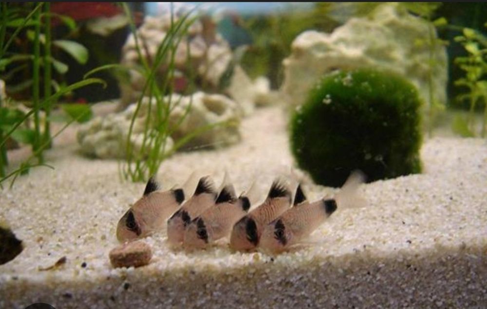 8 сомиков коридорус панда в одни руки