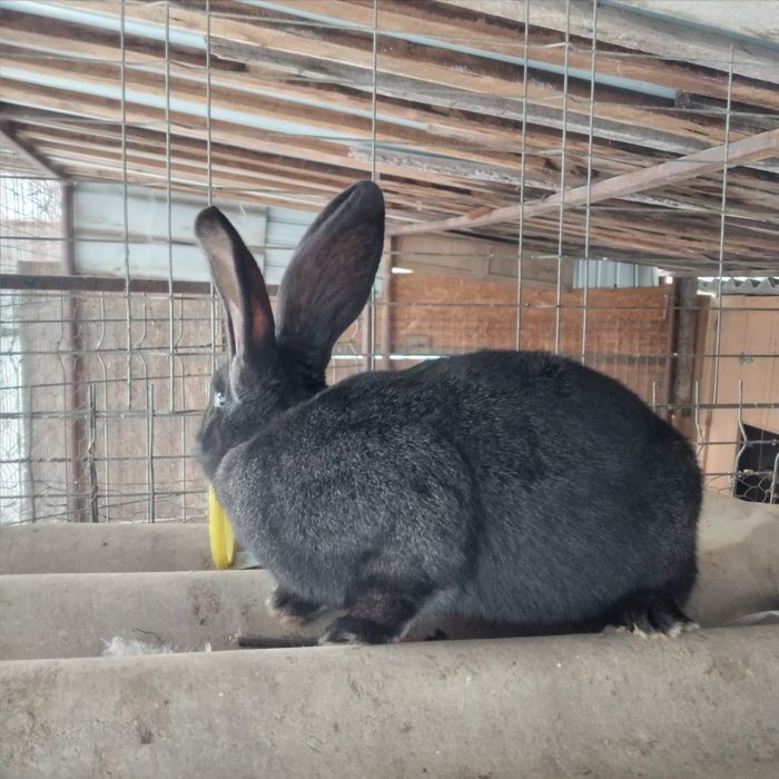 Vînd femelă uriaș german