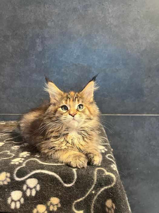Maine coon puiut