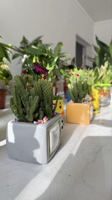 Комнатные растения