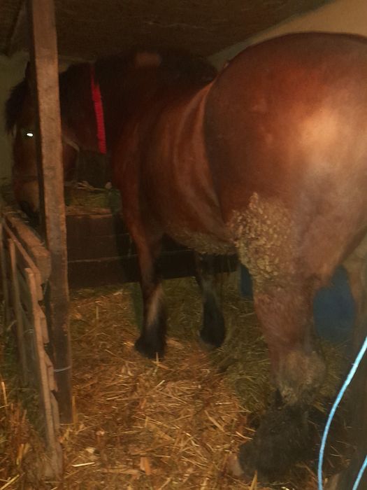 Iapă semigrea de 3 anișori De vânzare