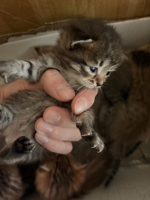 Котенок девочки 3 недели