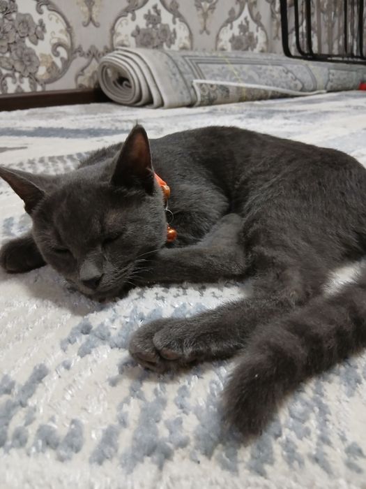 Scottish strayt mushugi sotiladi