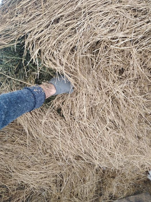 Vand baloti lucerna -Blandesti