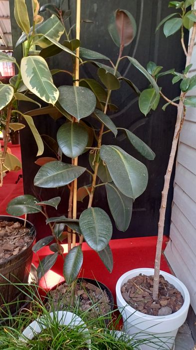 Цветы комнатные растения