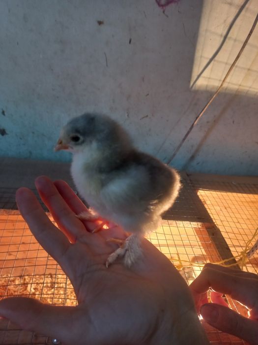 Брама гигант жужалар сотилади