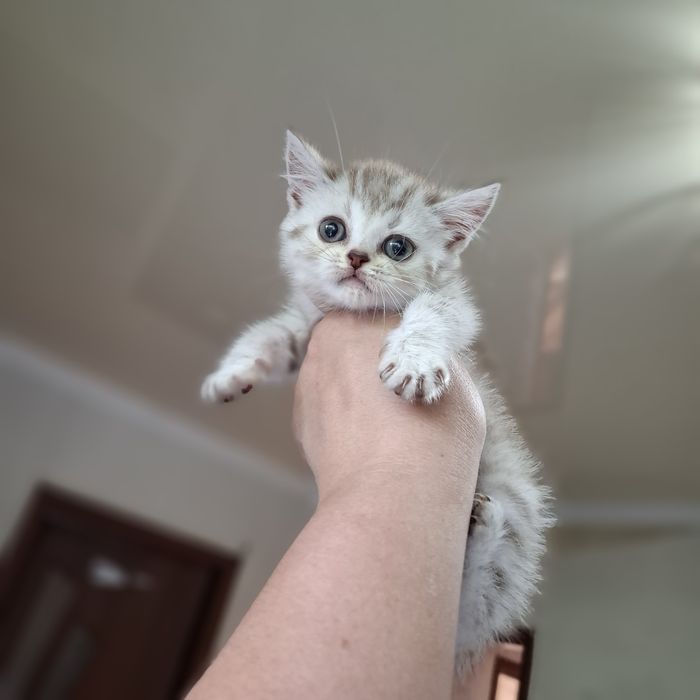 Британские котята