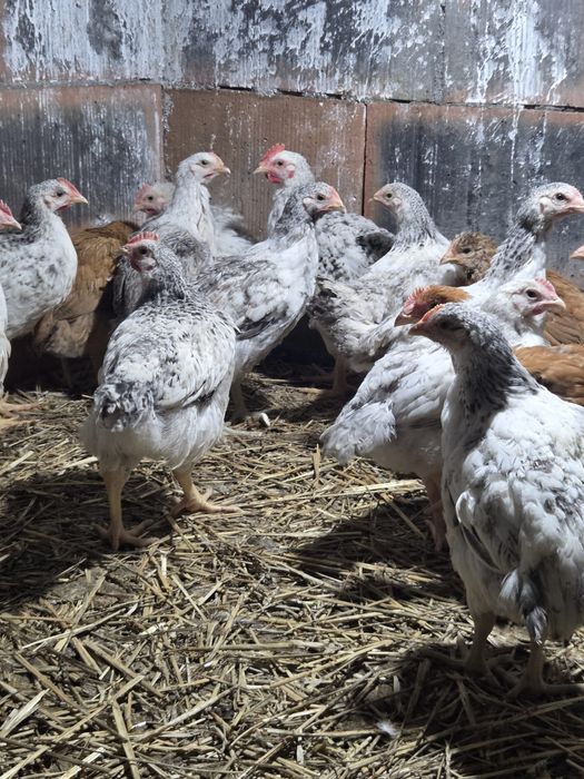 Vând puicuțe și cocoșei Monaco