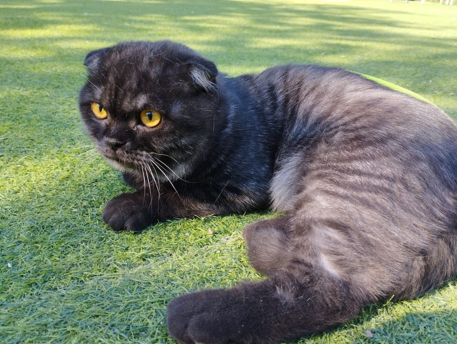 Британский веслоухий котик