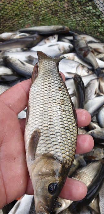 Crap pentru populat .