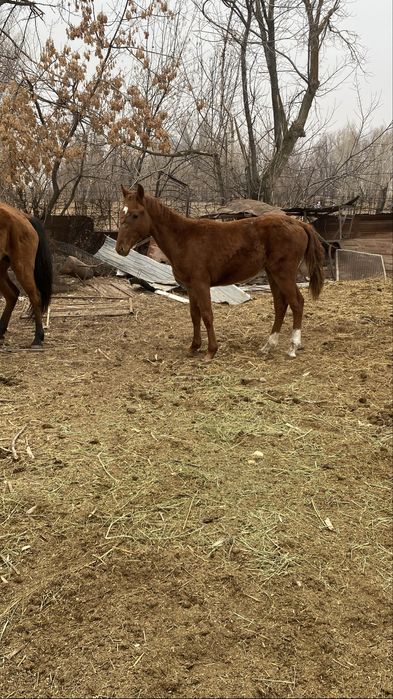Жабағы сатылады еркек