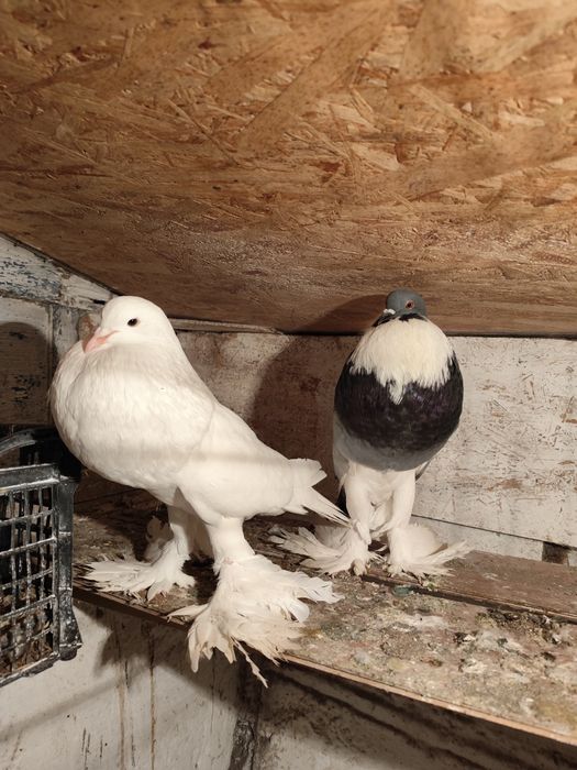 Porumbei gușați de pomerania