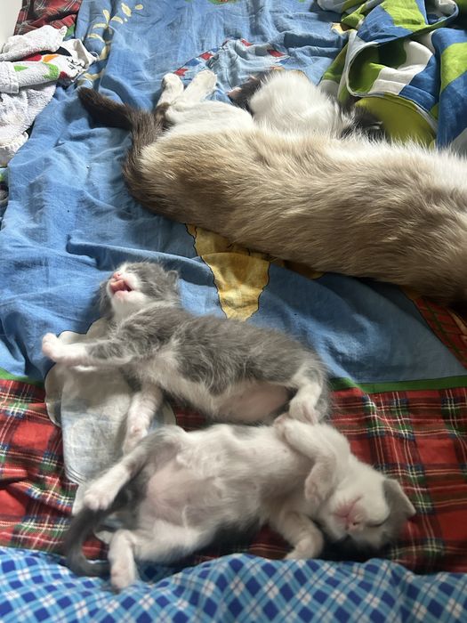 Котята в хорошие руки
